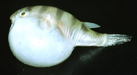 Colomesus psittacus, Banded puffer: