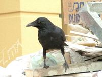 Corvus mellori - Little Raven