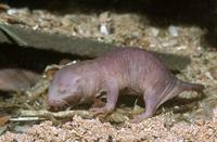Heterocephalus glaber - Naked Mole Rat