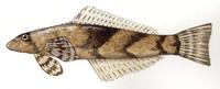 Image of: Cheimarrichthys fosteri (torrent fish)
