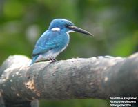 Cerulean Kingfisher - Alcedo coerulescens