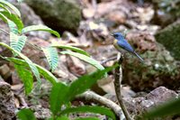Tickell's Blue-Flycatcher - Cyornis tickelliae