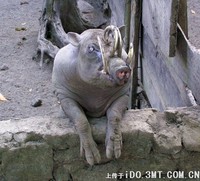 印尼的鹿豚 - 鹿豚 Babyrousa babyrussa