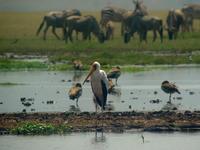 Yellow-billed Stork (Afrikansk ibisstork) - Mycteria ibis
