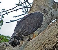 Perhaps the most impressive of all raptors, the huge Harpy Eagle (Pete Morris)