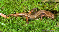 : Desmognathus wrighti; Pygmy Salamander