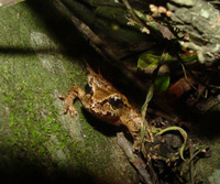 : Leiopelma hamiltoni; Hamilton's Frog