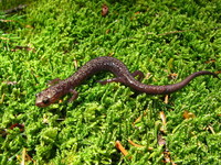 : Plethodon nettingi; Cheat Mountain Salamander