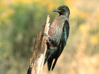 : Melanerpes lewis; Lewis's Woodpecker
