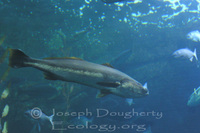 : Atractoscion nobilis; Kelp Bass