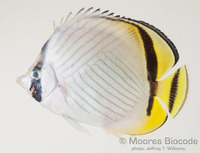 : Chaetodon vagabundus; Vagabond Butterflyfish
