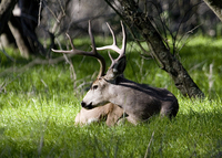 : Odocoileus hemionus columbianus; Blacktailed Deer