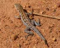 : Ctenophorus maculatus; Spotted Military Dragon