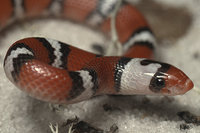 : Scarlet snake; Cemophora Coccinea