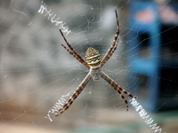 : Argiope aemula; Signature Spider