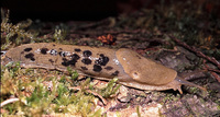: Ariolimax columbianus; Pacific Banana-slug