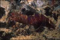 : Heptacarpus palpator; Intertidal Coastal Shrimp