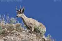 North Andean Huemel Hippocamelus antisensis (aka Peruvian Guemal, Taruca, Andean Deer)