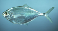 Chloroscombrus chrysurus, Atlantic bumper: fisheries