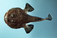 Lophius gastrophysus, Blackfin goosefish: fisheries