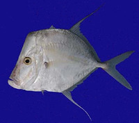 Selene brevoortii, Mexican lookdown: fisheries, gamefish