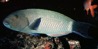 Thalassoma ballieui, Blacktail wrasse: aquarium