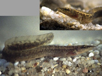 Mastacembelus vanderwaali, Ocellated spiny eel: fisheries