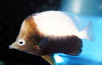 Prognathodes dichrous, Bicolor butterflyfish: aquarium
