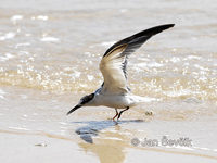 Sterna albifrons - Little Tern
