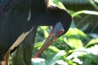 Ciconia abdimii - Abdim's Stork