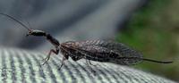 Image of: Raphidiidae (raphidiid snakeflies)