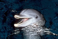 Tursiops truncatus - Indian Ocean Bottlenose Dolphin