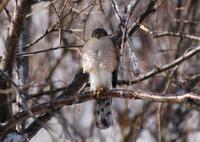 Image of: Accipiter nisus (Eurasian sparrowhawk)