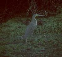 Image of: Tigrisoma mexicanum (bare-throated tiger heron)