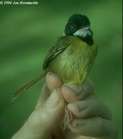 Yellow-breasted Tailorbird - Orthotomus samarensis