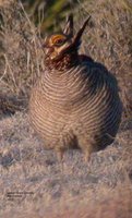 Lesser Prairie-Chicken - Tympanuchus pallidicinctus