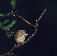 Botteri's Sparrow (Aimophila botterii) photo