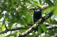 Spot-billed  toucanet   -   Selenidera  maculirostris   -   Tucanetto  beccomacchiato