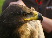 Steppe Eagle (Aquila nipalensis) 2K