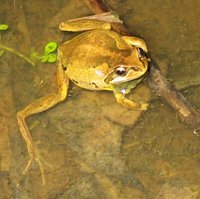 : Litoria verreauxii; Verreaux's Tree Frog