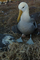 : Diomedea irrorata; Waved albatross