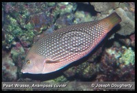 : Anampses cuvier; Pearl Wrasse