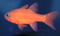 : Apogon guadalupensis; Guadelupe Cardinalfish