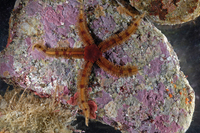 : Ophiopteris papillosa; Flat-spined Brittle Star