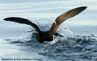 Sooty Shearwater plunging its head underwater looking for schools of fish. 1 October 2006.
