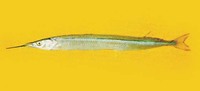 Hyporhamphus sajori, Japanese halfbeak: fisheries
