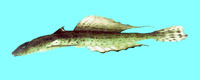 Callionymus risso, : fisheries