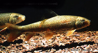 Moxostoma valenciennesi, Greater redhorse: gamefish
