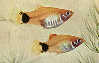 Xiphophorus maculatus, Southern platyfish: aquarium