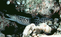 Gymnothorax undulatus, Undulated moray: fisheries, aquarium